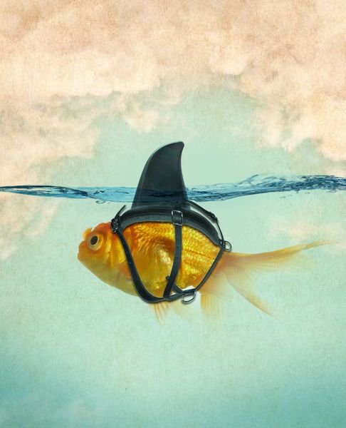 Source: https://www.pinterest.com/pin/316800155015955643/